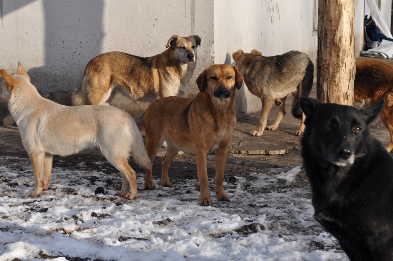 Харьковчане требуют остановить убийства животных