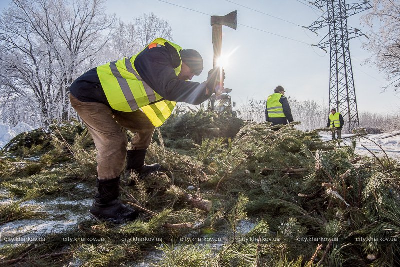 В Харькове начали утилизировать новогодние елки (фото)
