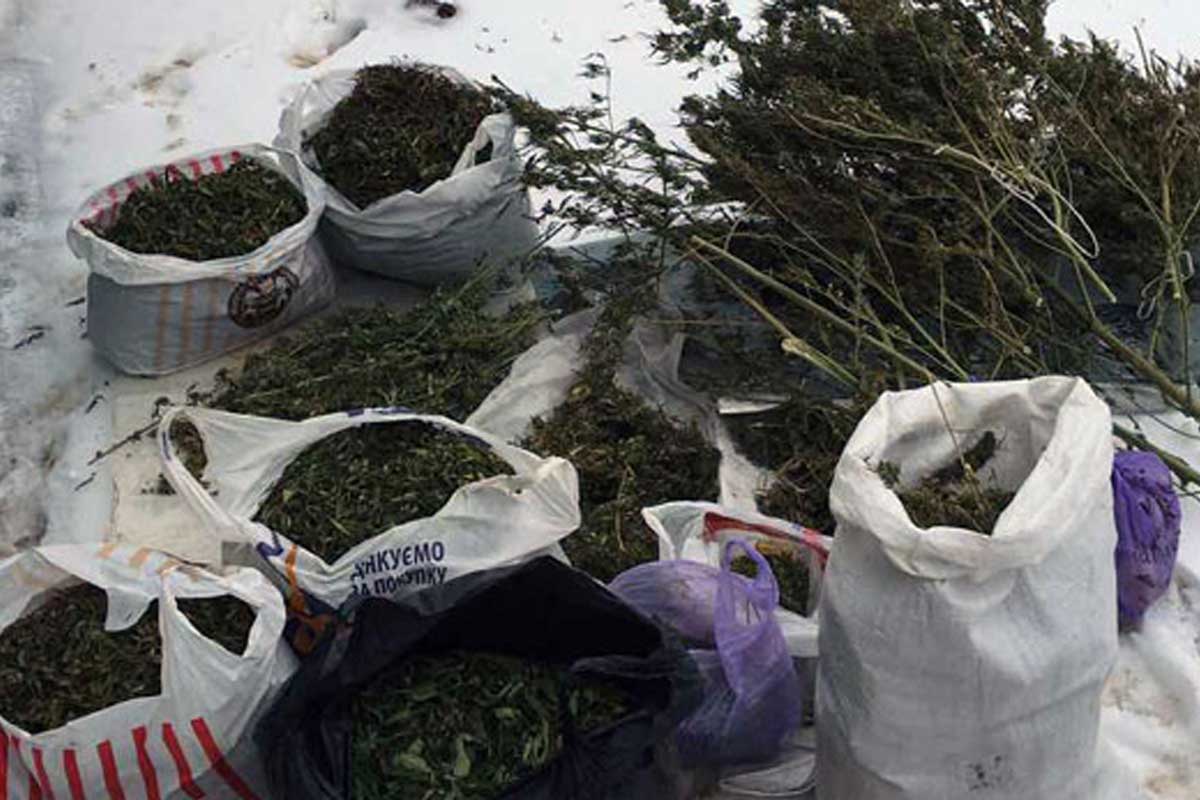 конопля элитных сортов конопля элитных сортов