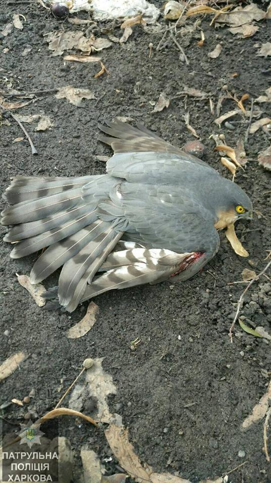 Копы спасли птицу, раненую выстрелом (фото)