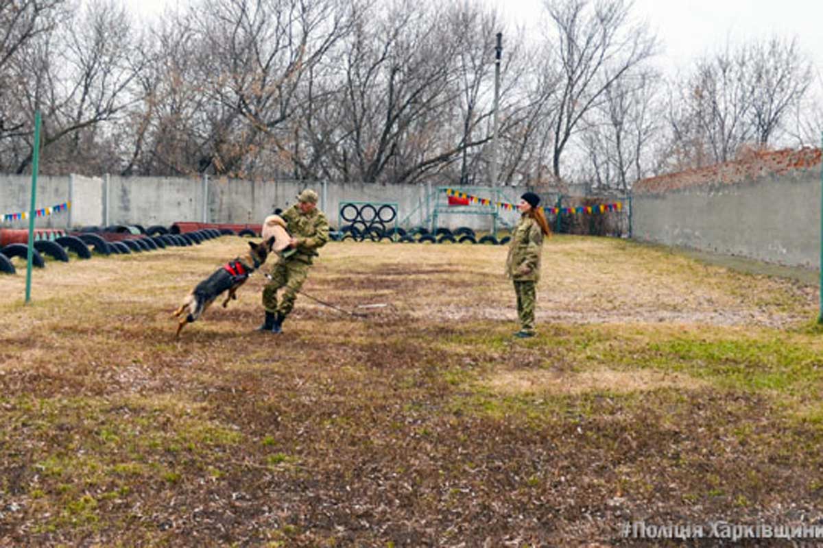 Харьковских собак пошлют в АТО