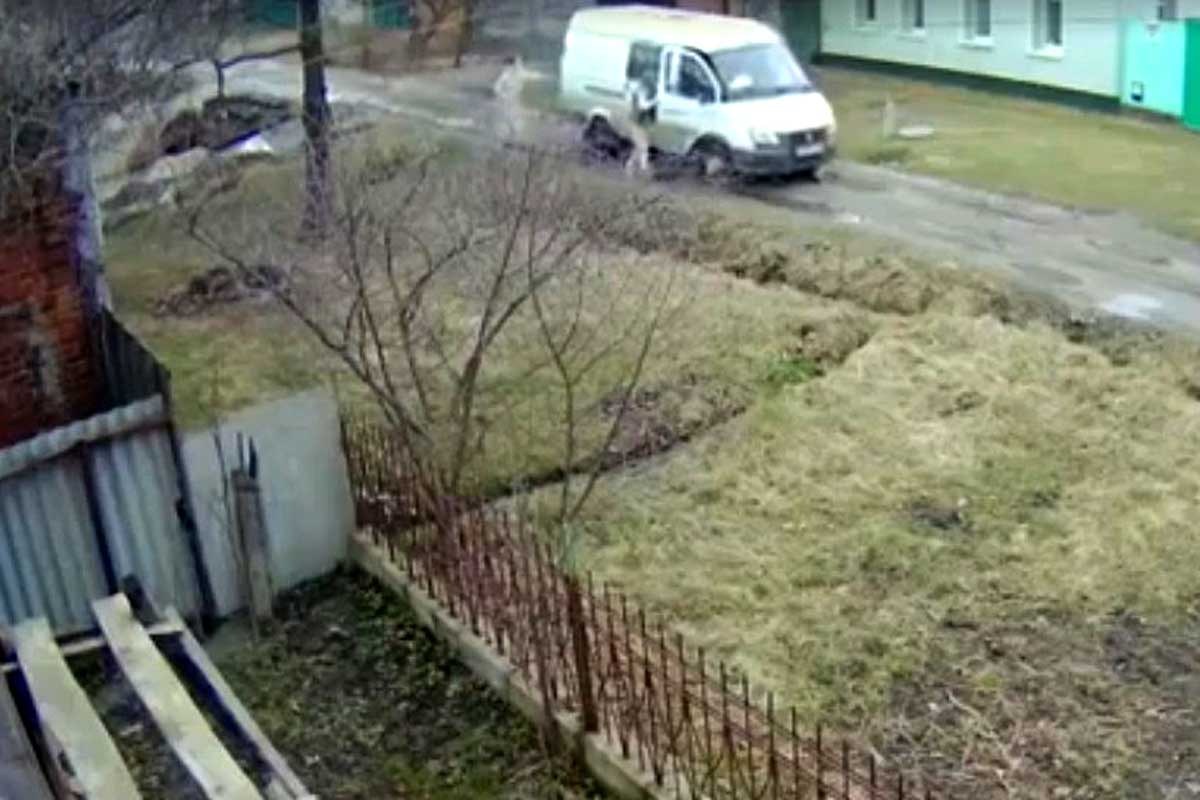 В Харькове - скандал по поводу лежавшей у двора собаки (видео)