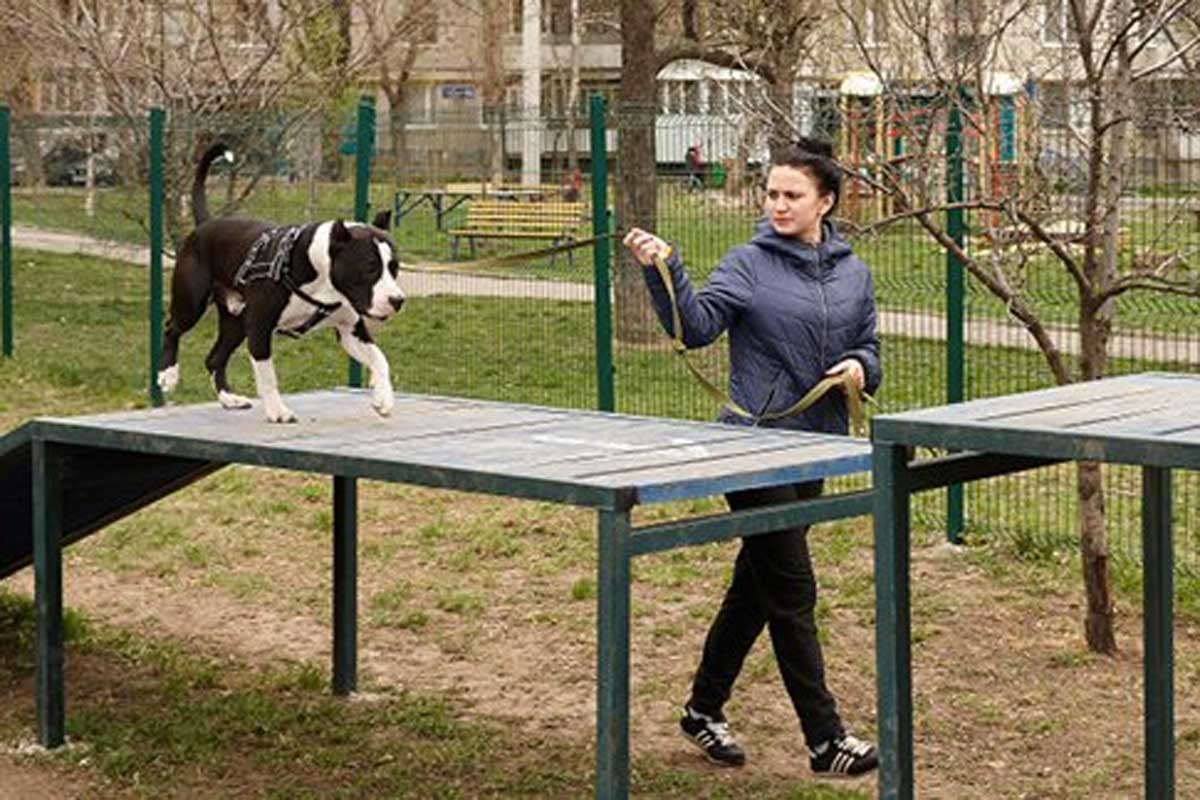 В Харькове ремонтируют площадки для собак