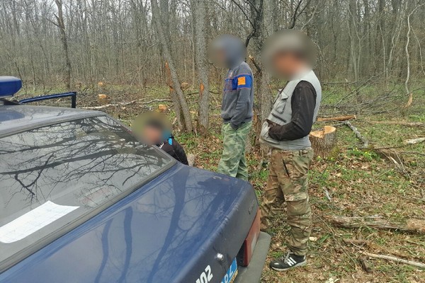 Под Харьковом незаконно вырубили деревьев на миллион (фото)