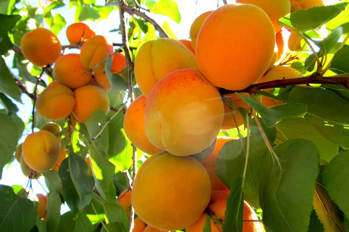 Будет ли в этом году урожай фруктов: комментарий ботаников