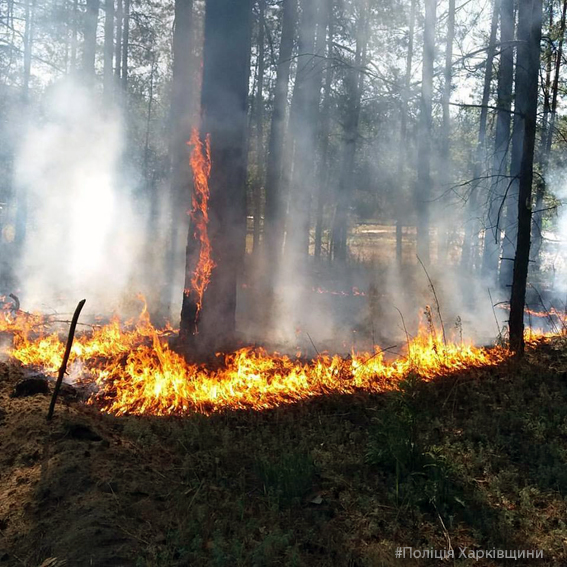 Отдыхающие предотвратили лесной пожар (фото)