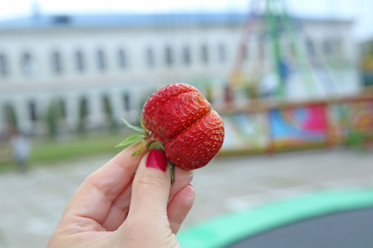 Под Харьковом нашли гигантскую клубнику (фото)