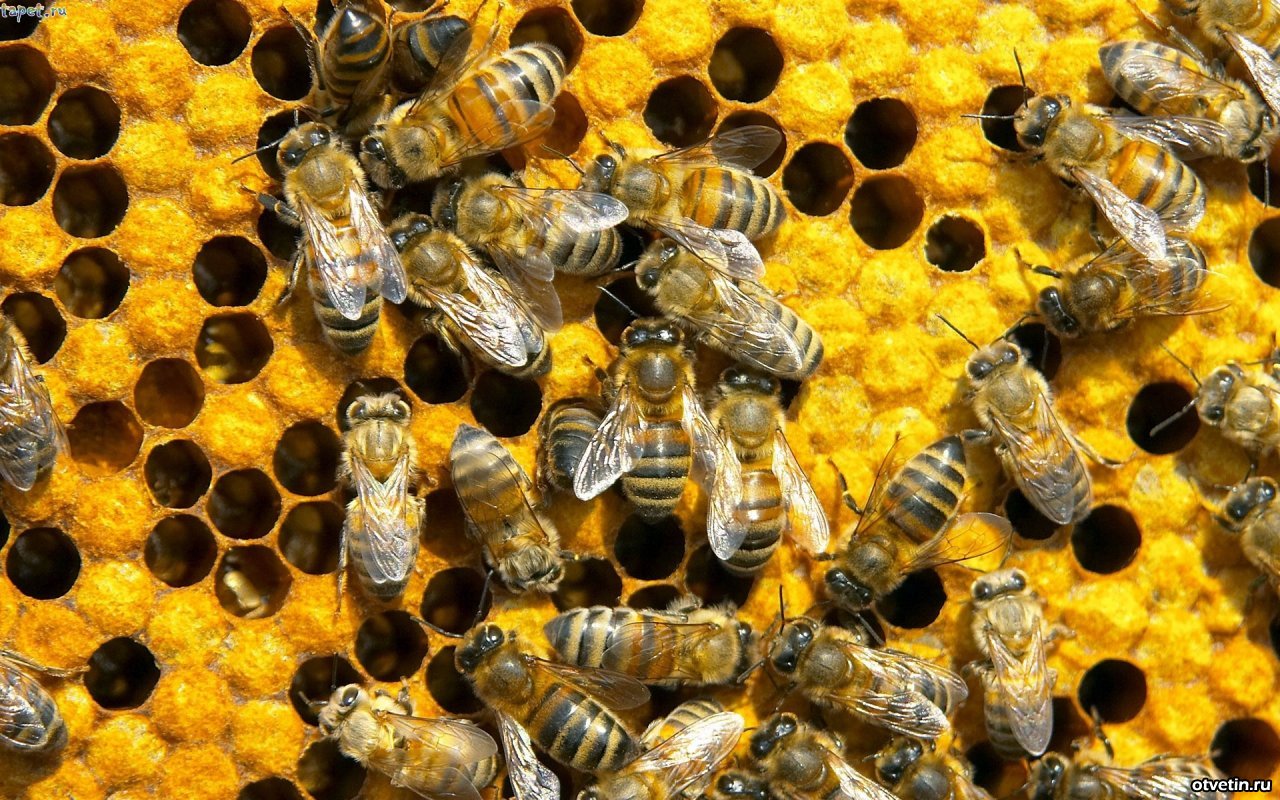 Под Харьковом погибло 70% пчел (видео)