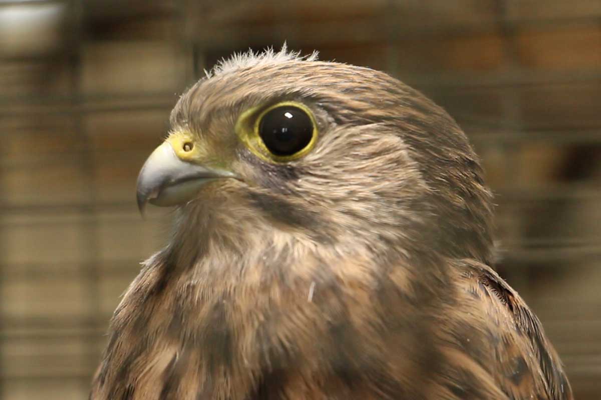 Харьковчане принесли в зоопарк хищную птицу (фото, видео)