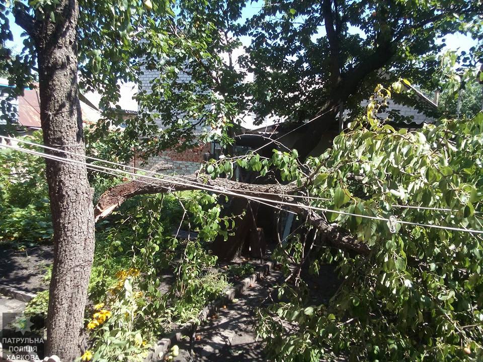 В Харькове упавшее дерево заблокировало вход в дом (фото) 