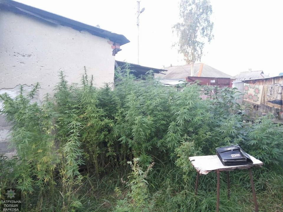 Харьковчане сдали копам наркомана (фото)