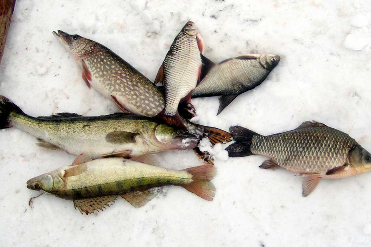 В Харьковской области запретили рыболовлю