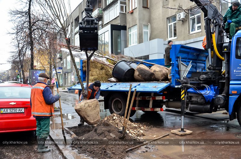 Вдоль Сумской посадят десятки лип