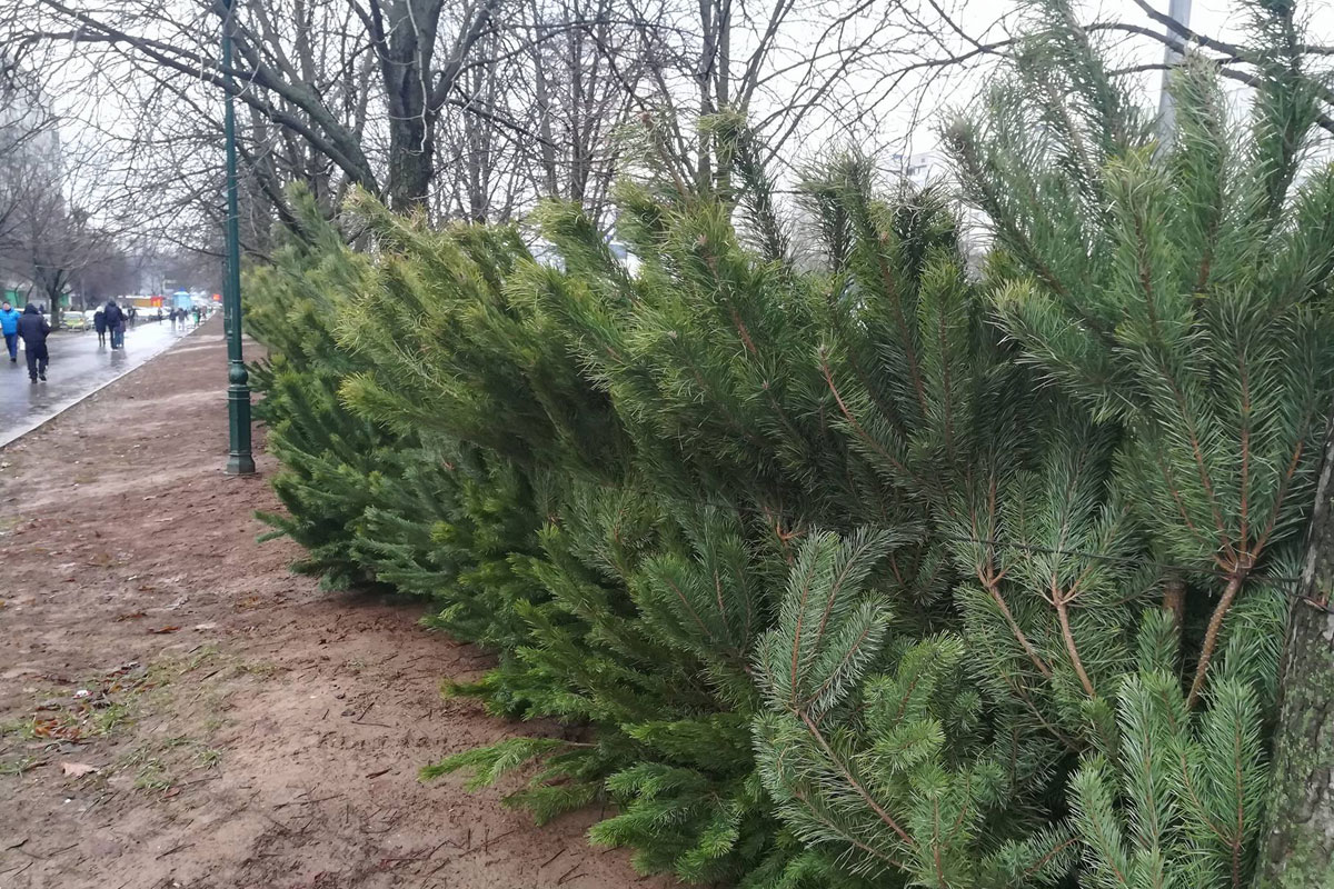 В Харькове начали продавать елки (фото)