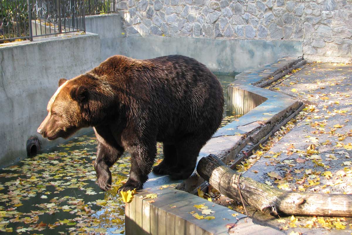 Аномальная зима: в зоопарке не заснули медведи