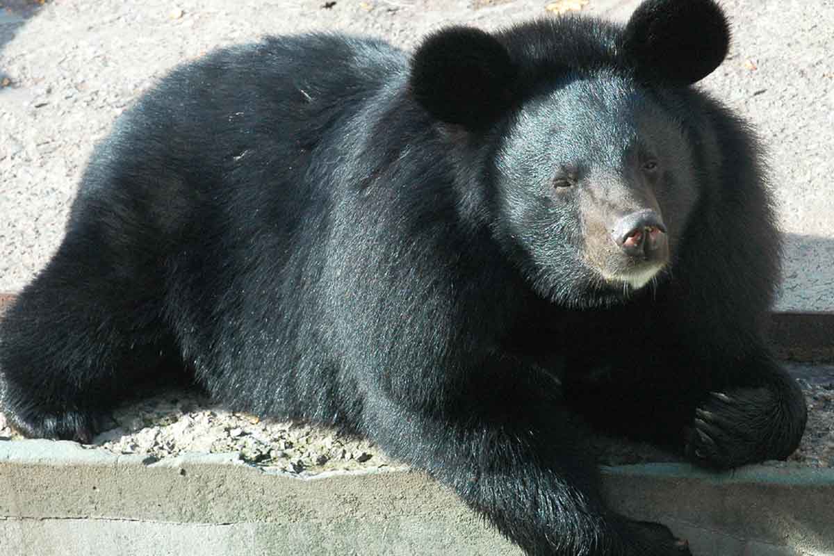 В Харьковском зоопарке начали засыпать медведи