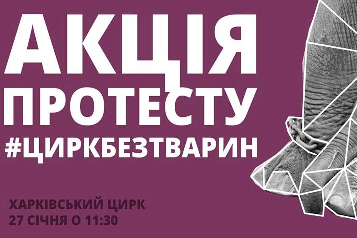 Завтра в Харькове - пикет