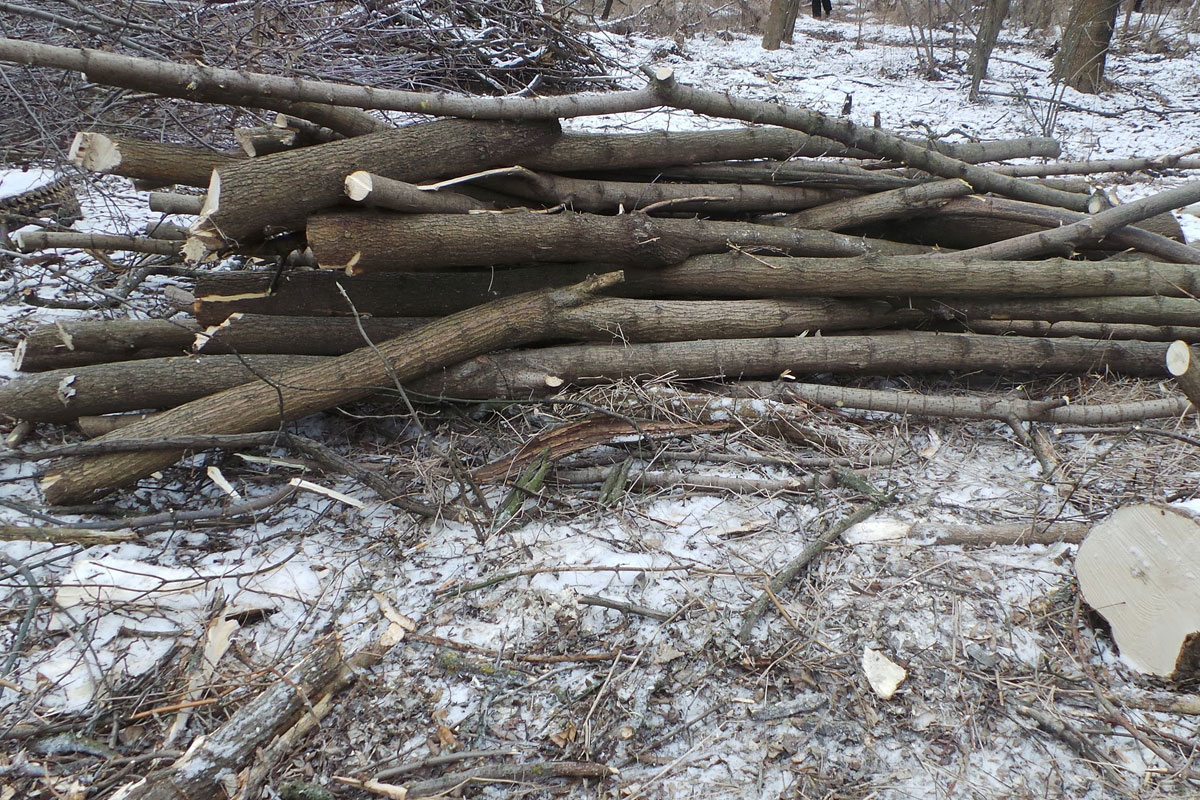 Под Харьковом мужчина незаконно вырубил дубы, ясени и клены