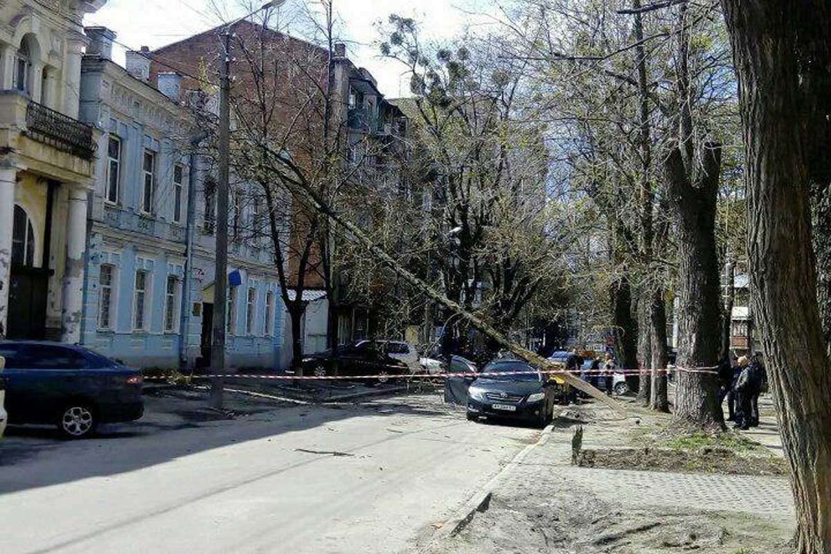 В Харькове рухнуло дерево (фото)
