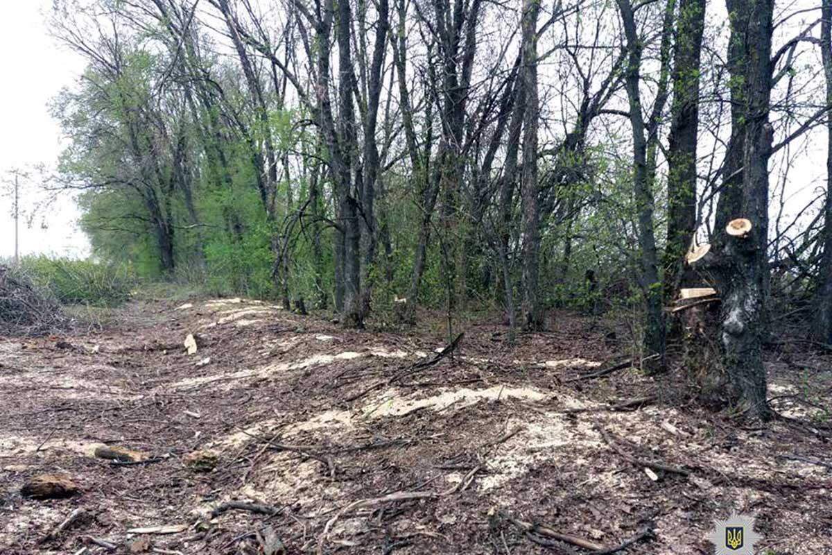 Под Харьковом вырубили десятки деревьев (фото)