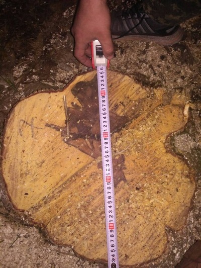 Под Харьковом уничтожено деревьев на 100 тысяч гривен