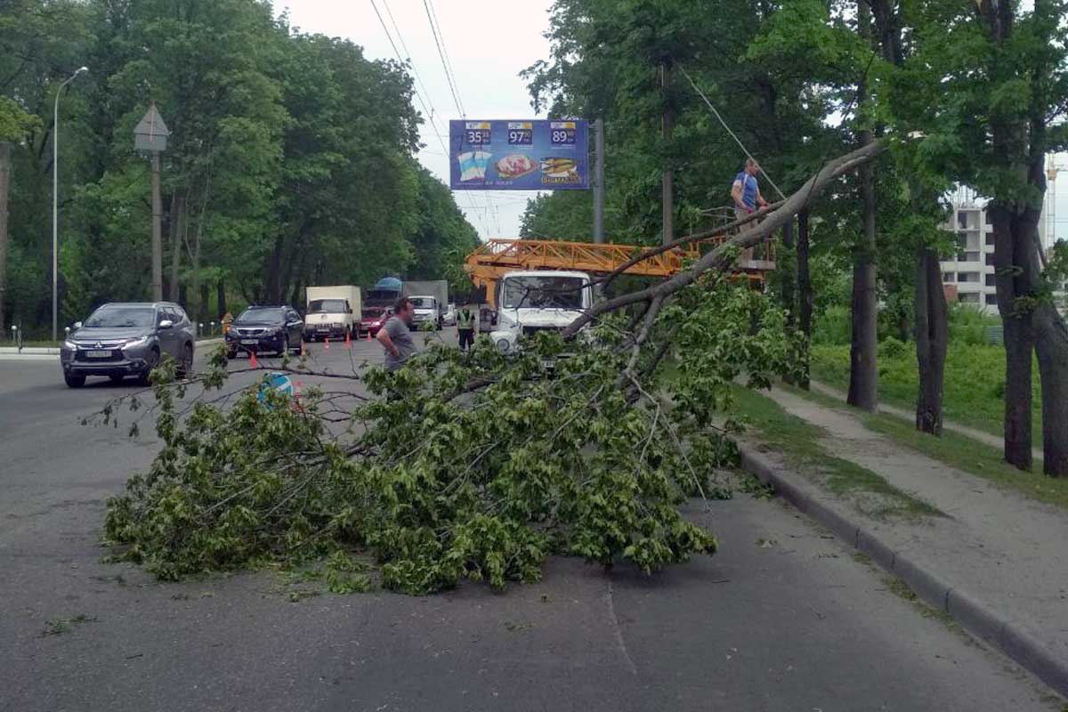 На Московском проспекте на дорогу рухнуло дерево (фото)