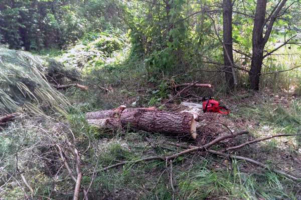 Под Харьковом вырубили сосны