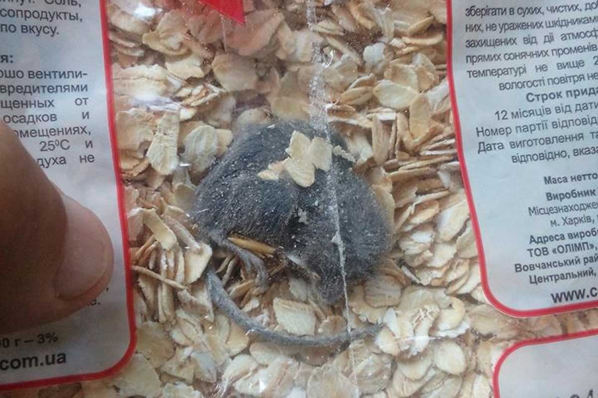 В харьковской овсянке найдена мышь
