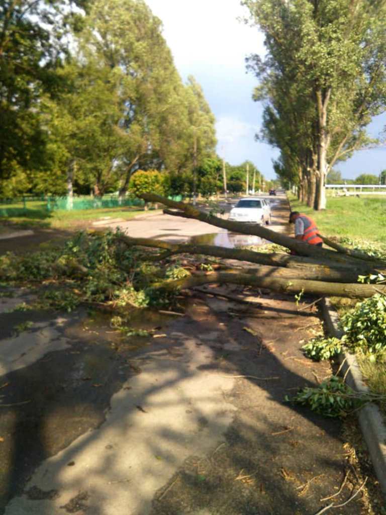 Под Харьковом ураган снес деревья (фото)