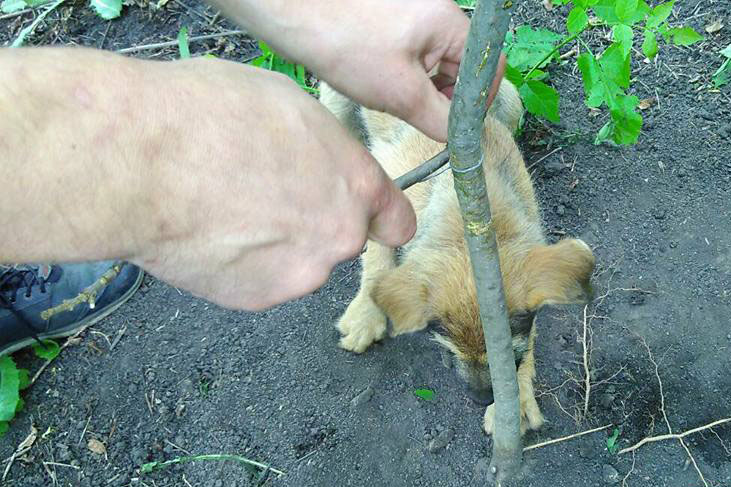 В Харькове спасли щенка, попавшего в ловушку