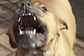В Сети появилось видео нападения на человека бойцовских собак в Дергачах