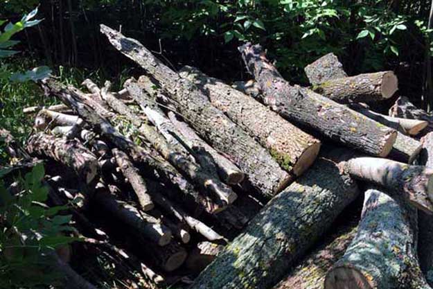 Под Харьковом уничтожили деревья (фото)
