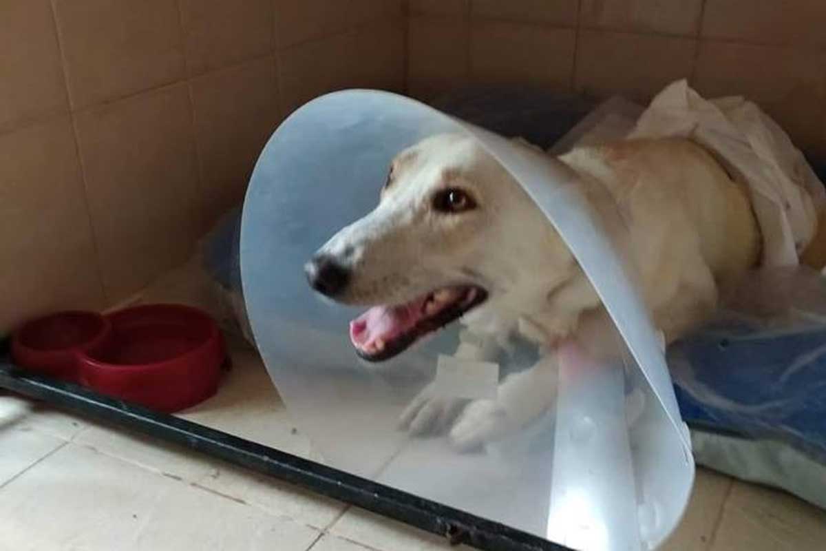 Зверски избитый в Харькове пес умер