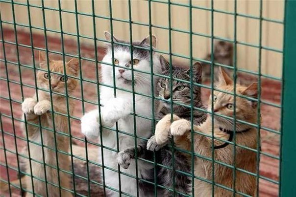 В Харькове - жестокое нападение на приют для животных