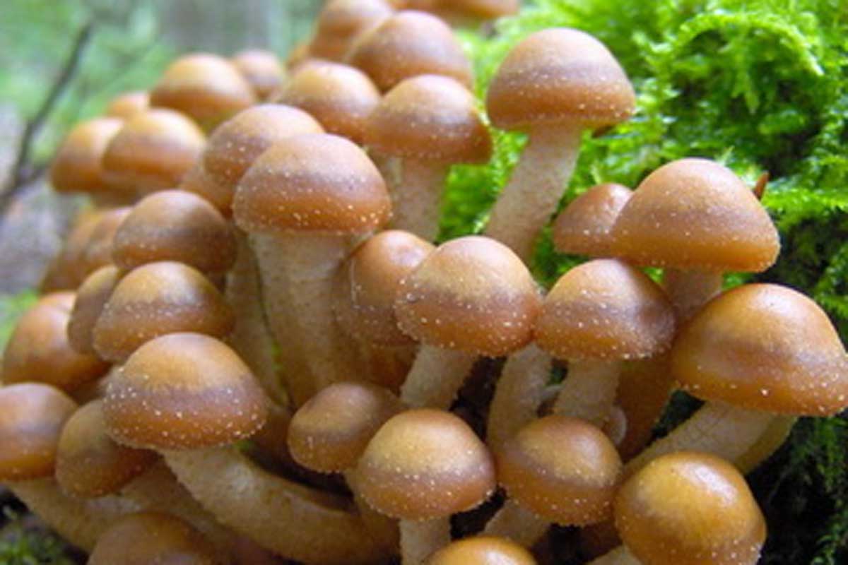 Отравление грибами: двое харьковчанок останутся в больнице