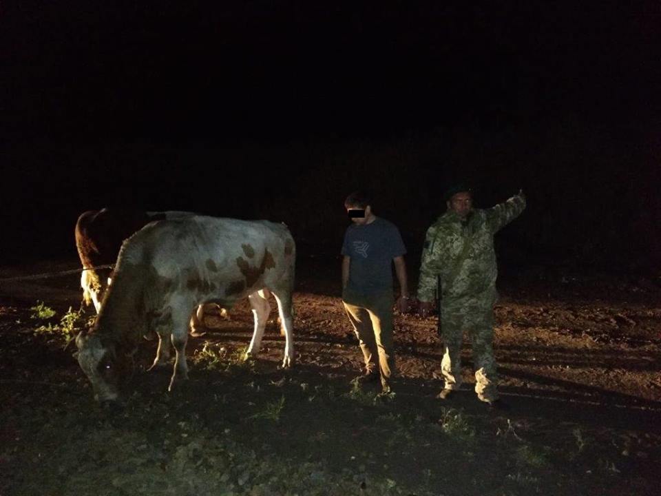 Харьковские пограничники остановили контрабандных быков (фото)
