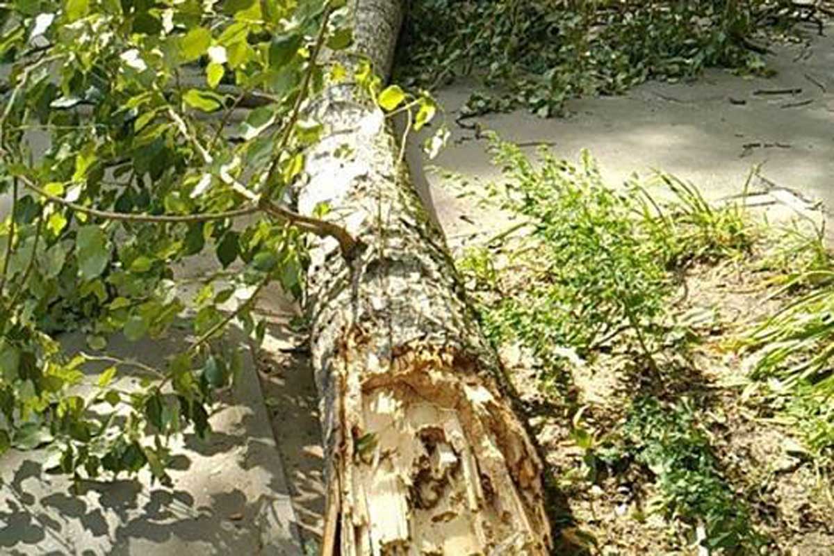 На Салтовке рухнуло дерево (фото)