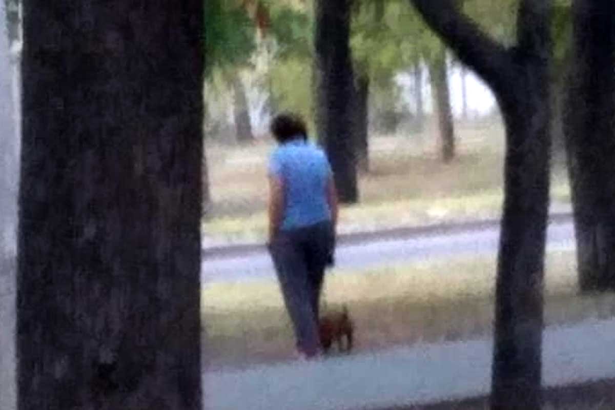 Харьковчанка натравливает свою собаку на котов - соцсети (фото)