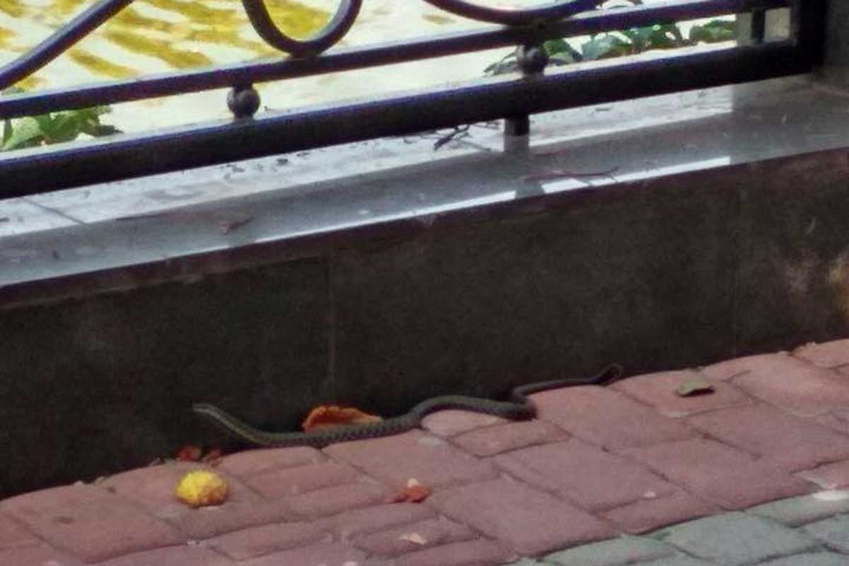 Посреди Харькова заметили змею (фото)