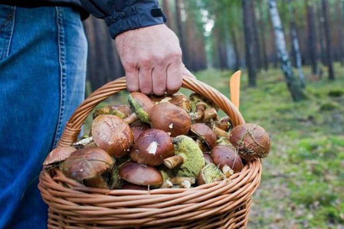 Харьковчанин заблудился в лесу