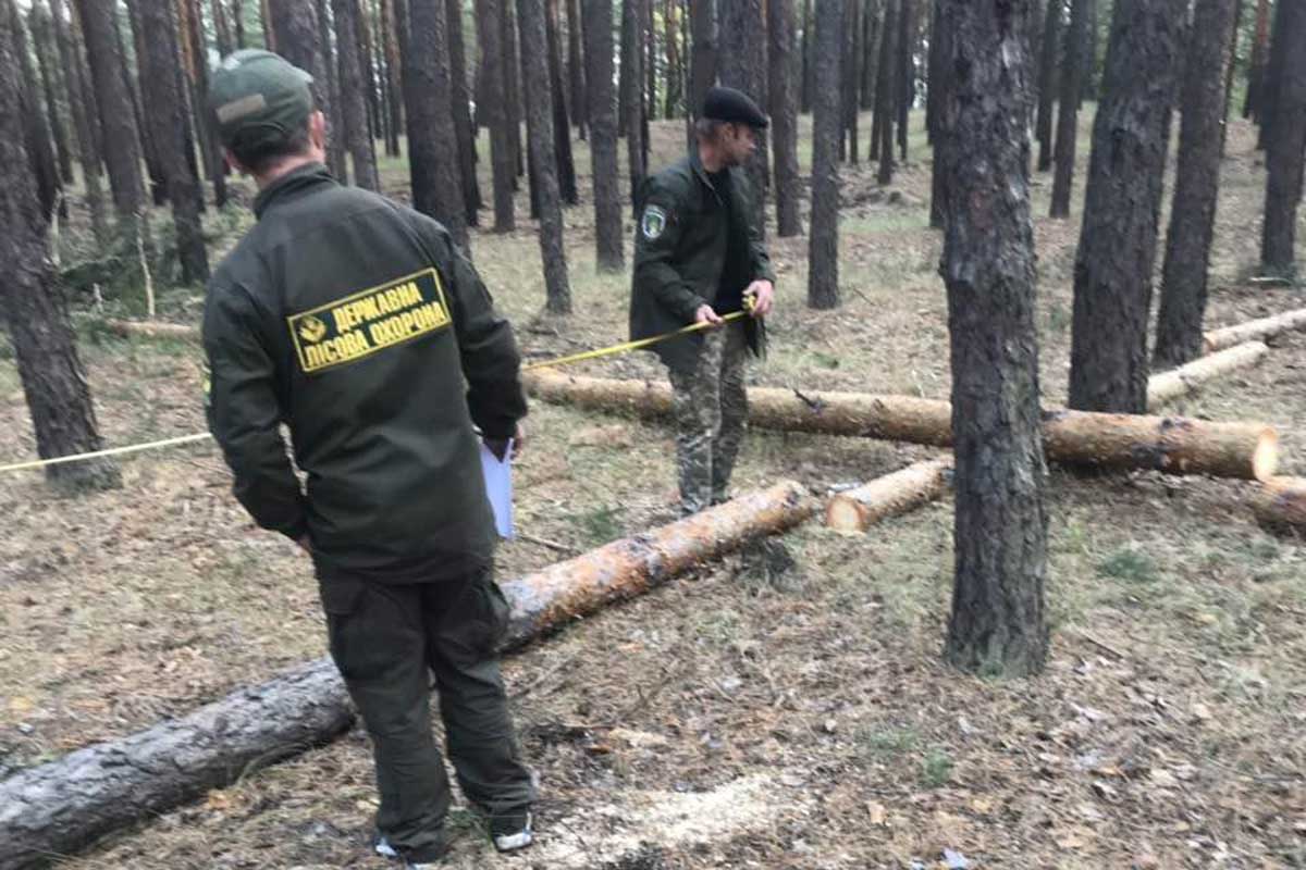 Под Харьковом вырубили деревья (фото)