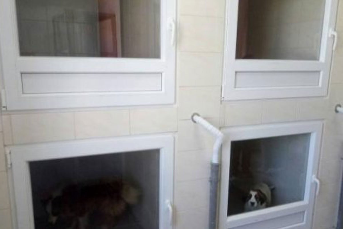 В Харькове утеплили приют для собак (фото)