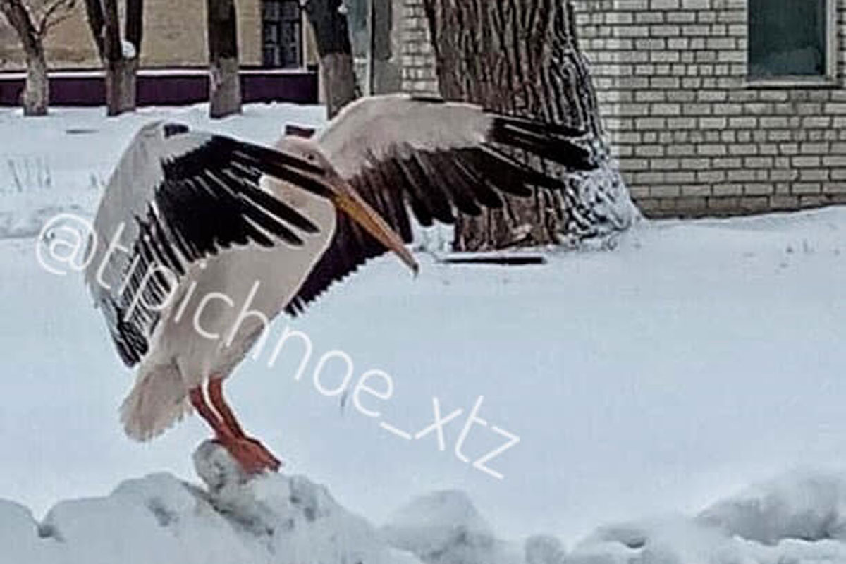 В Харькове по улице разгуливал пеликан (фото)