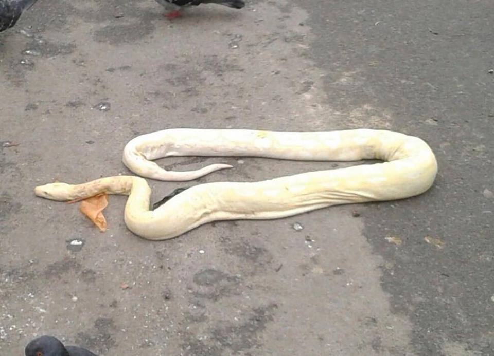 В Харькове на мусорке нашли огромную змею (фото)