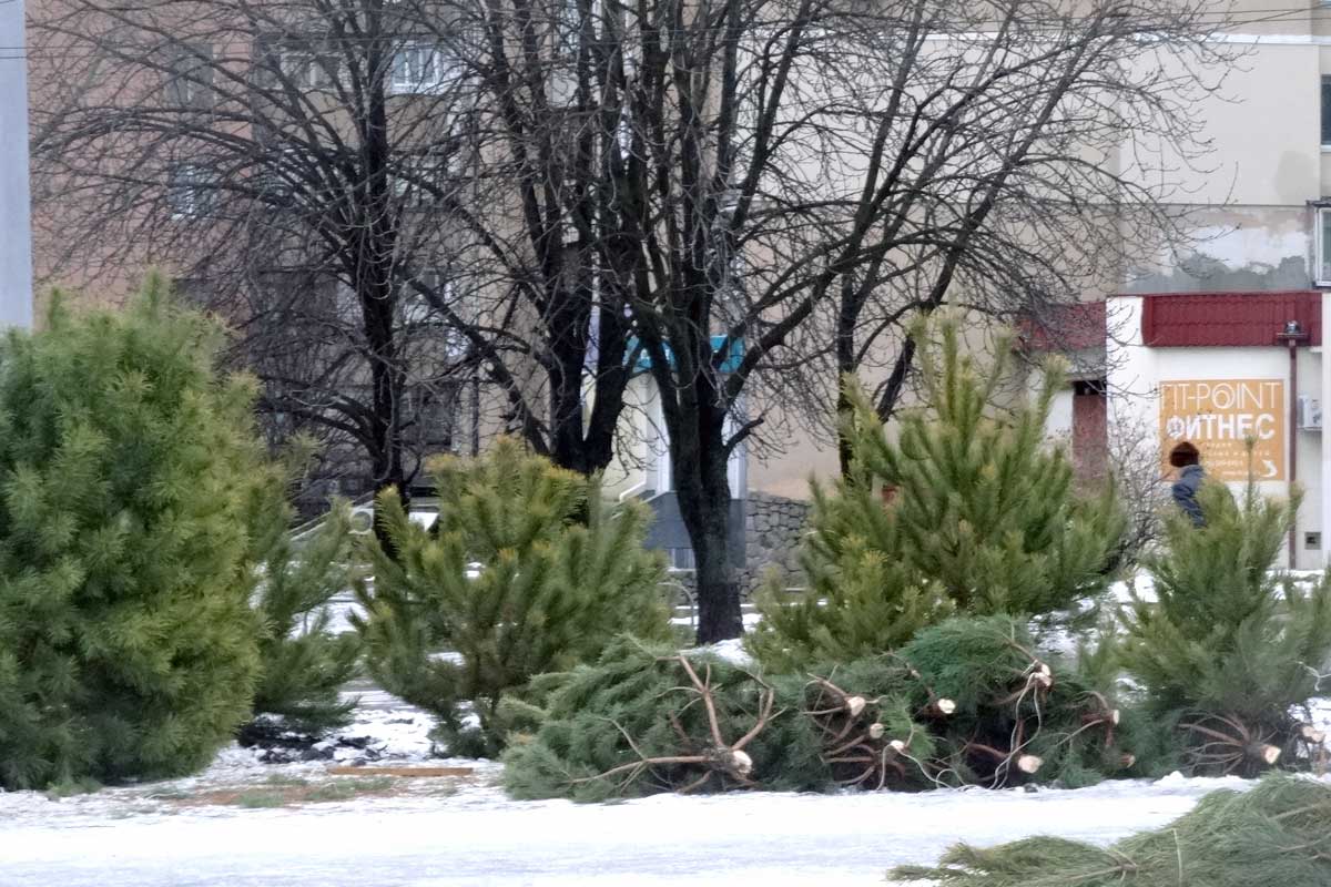 На Салтовке развернули продажу новогодних елок (цены)
