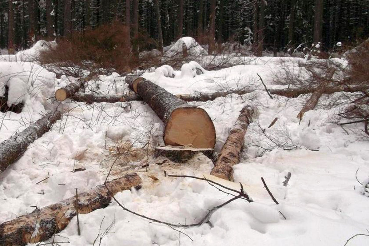 Под Харьковом на парня рухнуло дерево