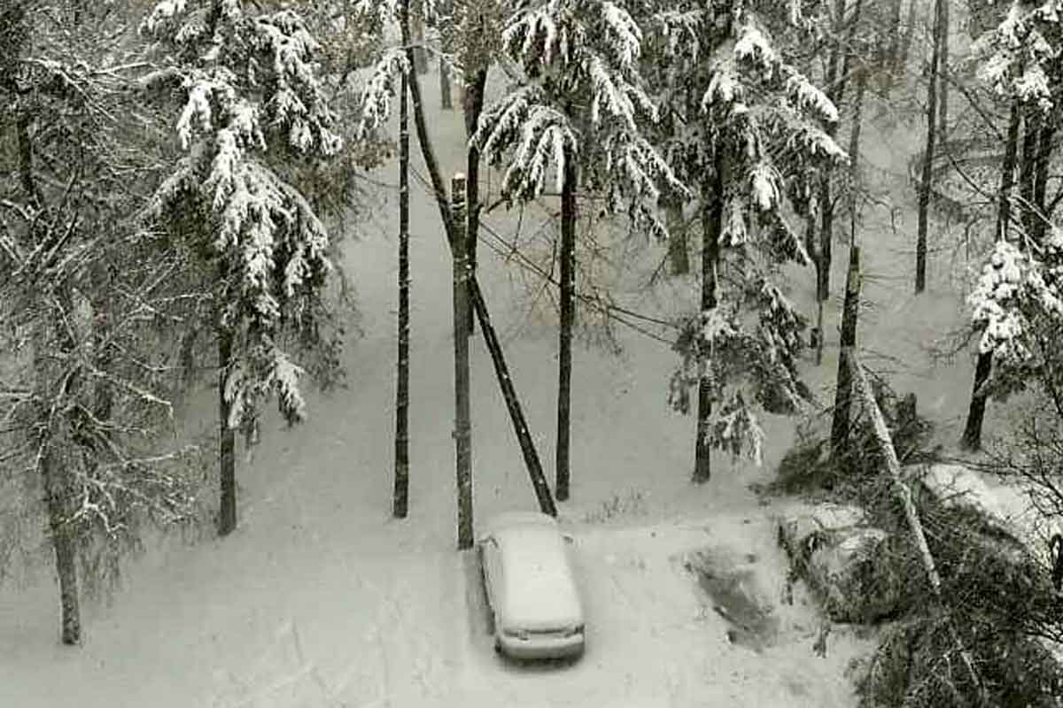 Под Харьковом на машину рухнула огромная ель (фото)