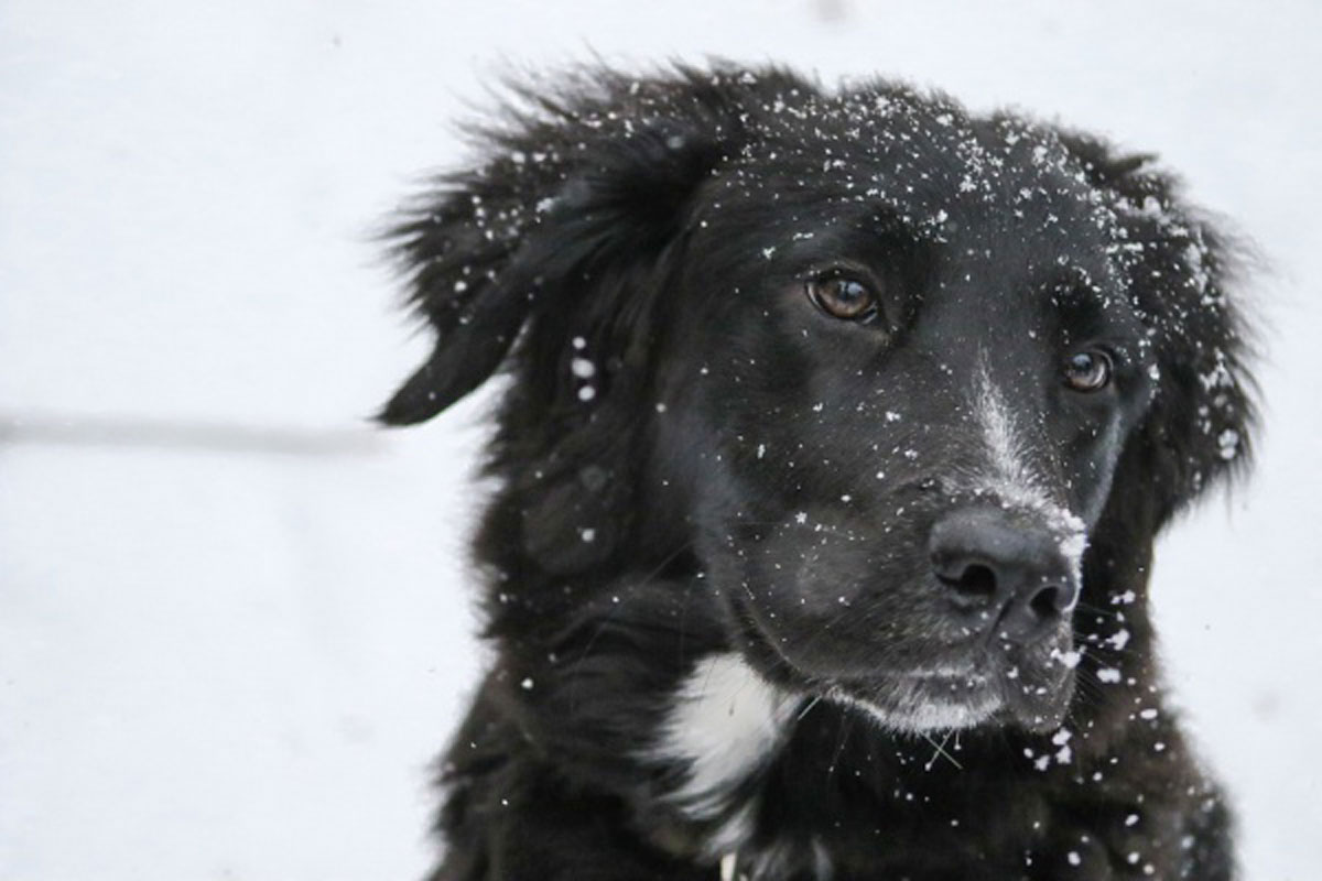 Харьковчанин прыгнул в ледяную воду ради собаки (видео)