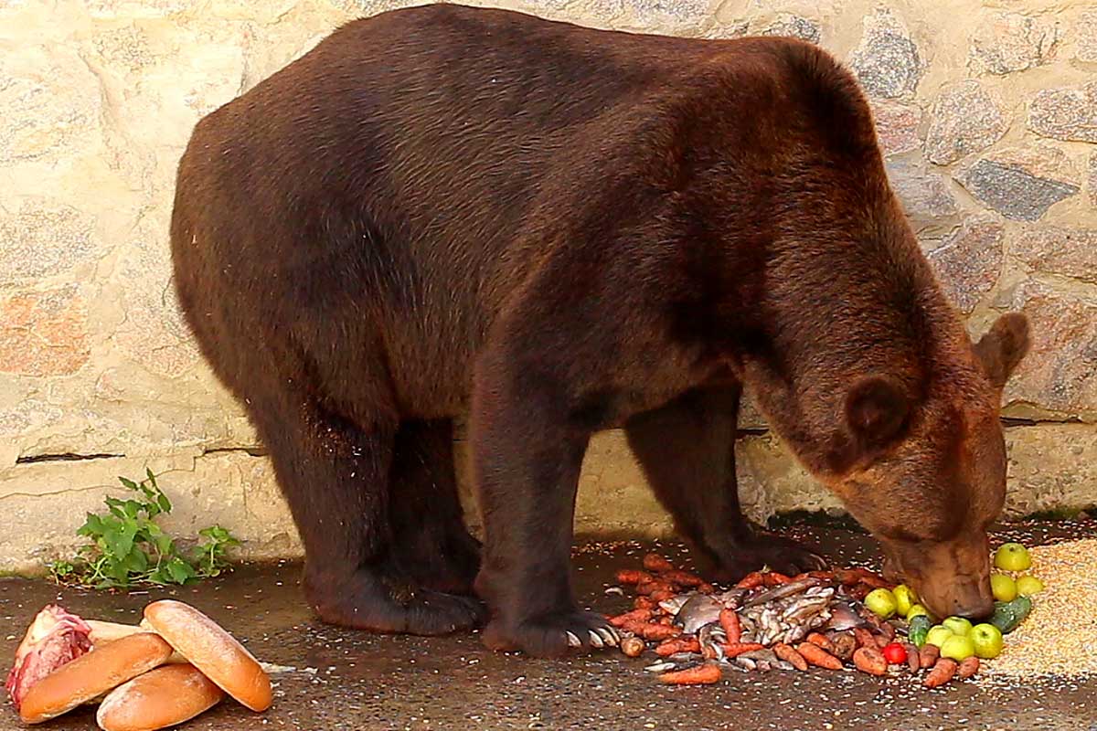 В Харькове медведи залегли в берлогу (фото, видео)