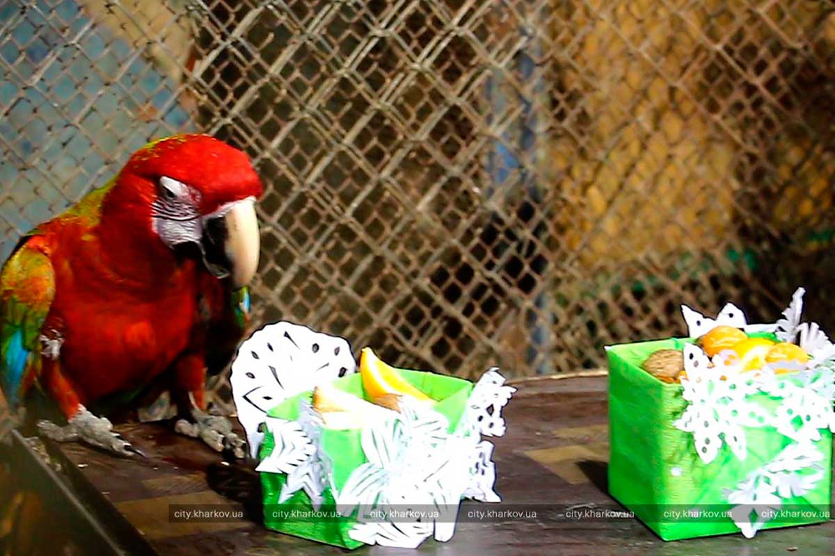 В зоопарке животным раздали подарки (фото, видео)